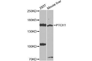 Western blot analysis of extracts of various cell lines, using PTCH1 antibody (ABIN4904887) at 1:1000 dilution. (Patched 1 antibody)