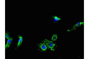 Immunofluorescent analysis of Hela cells using ABIN7160613 at dilution of 1:100 and Alexa Fluor 488-congugated AffiniPure Goat Anti-Rabbit IgG(H+L)
