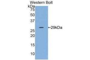 Western Blotting (WB) image for anti-Interleukin 12 alpha (IL12A) (AA 23-219) antibody (ABIN3209532) (IL12A antibody  (AA 23-219))