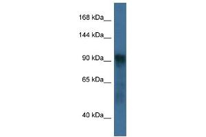 WB Suggested Anti-Atg9a Antibody Titration: 1.