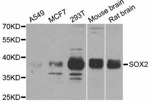 Western blot analysis of extracts of various cell lines, using SOX2 antibody (ABIN5998920) at 1/1000 dilution. (SOX2 antibody)
