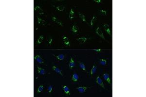 Immunofluorescence analysis of U-2 OS cells using I antibody (ABIN7265720) at dilution of 1:100. (ATP5I antibody  (AA 1-69))