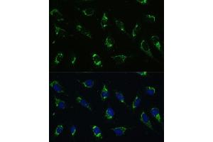 Immunofluorescence analysis of U-2 OS cells using I antibody (ABIN7265720) at dilution of 1:100. (ATP5I antibody  (AA 1-69))