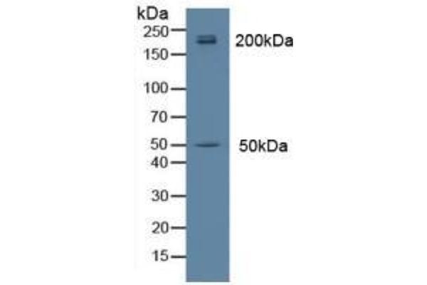 Myosin antibody  (AA 1069-1331)