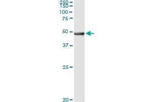 Immunoprecipitation of PIPOX transfected lysate using anti-PIPOX monoclonal antibody and Protein A Magnetic Bead , and immunoblotted with PIPOX MaxPab rabbit polyclonal antibody. (PIPOX antibody  (AA 292-384))