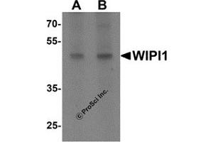 Western Blotting (WB) image for anti-WD Repeat Domain, phosphoinositide Interacting 1 (WIPI1) (C-Term) antibody (ABIN1077376)