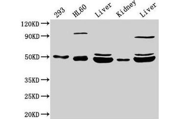 NADK2 antibody  (AA 16-156)