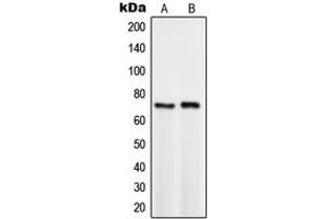 Western blot analysis of TCF3 expression in HeLa (A), BYDP (B) whole cell lysates. (TCF3 antibody  (C-Term))