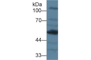 Detection of AGT in Mouse Kidney lysate using Polyclonal Antibody to Angiotensinogen (AGT) (AGT antibody  (AA 23-477))