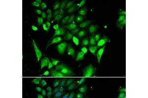 Immunofluorescence analysis of HeLa cells using BHLHE40 Polyclonal Antibody