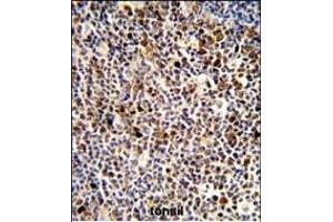 Formalin-fixed and paraffin-embedded human tonsil reacted with KIR3DL3 Antibody (Center), which was peroxidase-conjugated to the secondary antibody, followed by DAB staining. (KIR3DL3 antibody  (AA 132-158))