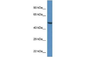 WB Suggested Anti-Trim11 Antibody   Titration: 1.