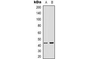 Western blot analysis of ARMCX3 expression in A431 (A), HEK293T (B) whole cell lysates.