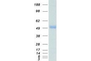 Validation with Western Blot (MAPT Protein (Transcript Variant 2) (Myc-DYKDDDDK Tag))