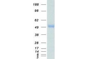 Validation with Western Blot