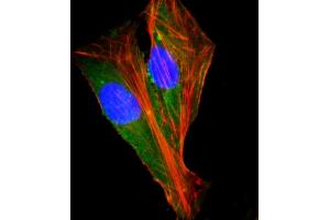 Immunofluorescent analysis of 4 % paraformaldehyde-fixed, 0. (SHC2 antibody  (AA 129-163))