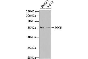 Western blot analysis of extracts of various cell lines, using SGCE antibody. (SGCE antibody)