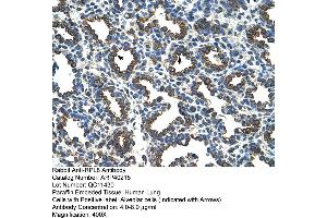 Rabbit Anti-RPL8 Antibody  Paraffin Embedded Tissue: Human Lung Cellular Data: Alveolar cells Antibody Concentration: 4. (RPL8 antibody  (C-Term))