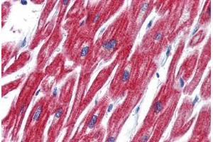Anti-OLFM4 antibody  ABIN1103389 IHC staining of human heart. (Olfactomedin 4 antibody  (Internal Region))