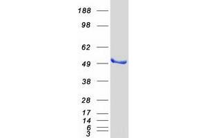 RNH1 Protein (Transcript Variant 1) (Myc-DYKDDDDK Tag)