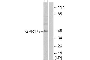 Western blot analysis of extracts from NIH-3T3 cells, using GPR173 antibody.
