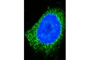 IF analysis of GOLGA3 using anti-GOLGA3 antibody (ABIN7600298). (Golgin A3 antibody  (AA 176-1436))