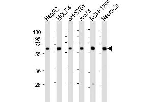 All lanes : Anti-CHRNA4 Antibody (N-Term) at 1:2000 dilution Lane 1: HepG2 whole cell lysate Lane 2: MOLT-4 whole cell lysate Lane 3: SH-SY5Y whole cell lysate Lane 4: A-673 whole cell lysate Lane 5: NCI- whole cell lysate Lane 6: Neuro-2a whole cell lysate Lysates/proteins at 20 μg per lane. (CHRNA4 antibody  (AA 176-208))