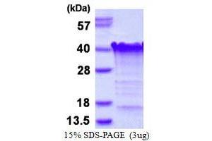 Image no. 1 for Transcription Elongation Factor A (SII)-Like 3 (TCEAL3) protein (His tag) (ABIN7529200) (TCEAL3 Protein (His tag))