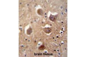 TDRD7 antibody (C-term) immunohistochemistry analysis in formalin fixed and paraffin embedded human brain tissue followed by peroxidase conjugation of the secondary antibody and DAB staining. (TDRD7 antibody  (C-Term))