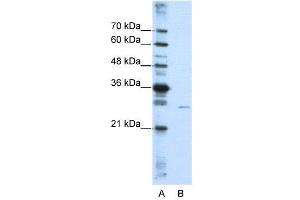 WB Suggested Anti-EMG1  Antibody Titration: 0. (EMG1 antibody  (N-Term))