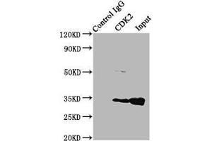 Western Blotting (WB) image for anti-Cyclin-Dependent Kinase 2 (CDK2) (AA 1-298) antibody (ABIN7148865)