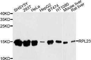 Western blot analysis of extracts of various cell lines, using RPL23 antibody (ABIN4905037) at 1:1000 dilution.