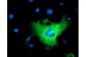 Anti-L1CAM mouse monoclonal antibody (ABIN2453223) immunofluorescent staining of COS7 cells transiently transfected by pCMV6-ENTRY L1CAM (RC211601). (L1CAM antibody)