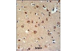 PDE6C Antibody (Center) (ABIN653683 and ABIN2843009) IHC analysis in formalin fixed and paraffin embedded brain tissue followed by peroxidase conjugation of the secondary antibody and DAB staining. (PDE6C antibody  (AA 271-300))