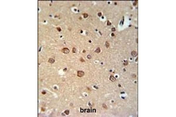 PDE6C antibody  (AA 271-300)
