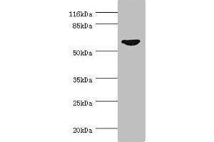 Western blot All lanes: CDC7 antibody at 0. (CDC7 antibody  (AA 275-574))