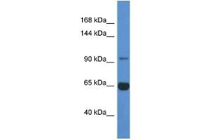 WB Suggested Anti-Man2a2 Antibody   Titration: 1.