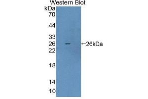 Figure. (Arx antibody  (AA 25-246))