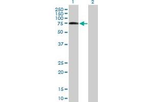 Western Blot analysis of ZYX expression in transfected 293T cell line by ZYX MaxPab polyclonal antibody. (ZYX antibody  (AA 1-572))