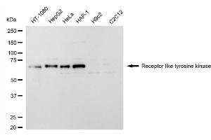 anti-RYK Receptor-Like Tyrosine Kinase (RYK) antibody