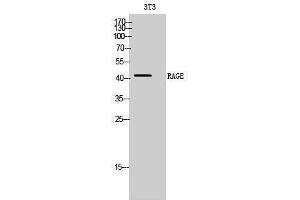Western Blotting (WB) image for anti-Advanced Glycosylation End Product-Specific Receptor (AGER) (Internal Region) antibody (ABIN3186680) (RAGE antibody  (Internal Region))