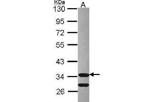 WB Image Sample (30 ug of whole cell lysate) A: Hep G2 , 10% SDS PAGE Cdk3 antibody antibody diluted at 1:1000 (CDKL3 antibody)
