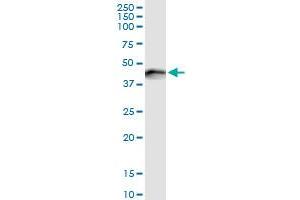 Immunoprecipitation of SERPINE1 transfected lysate using anti-SERPINE1 MaxPab rabbit polyclonal antibody and Protein A Magnetic Bead , and immunoblotted with SERPINE1 purified MaxPab mouse polyclonal antibody (B01P) .