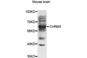 Western blot analysis of extracts of mouse brian, using CHRM3 antibody. (CHRM3 antibody)