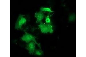 Anti-HSPB8 mouse monoclonal antibody (ABIN2453824) immunofluorescent staining of COS7 cells transiently transfected by pCMV6-ENTRY HSPB8 (RC201040). (HSPB8 antibody)