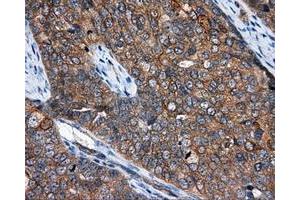 Immunohistochemistry (IHC) image for anti-NME/NM23 Nucleoside Diphosphate Kinase 4 (NME4) antibody (ABIN1499775) (NME4 antibody)