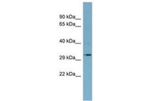 Image no. 1 for anti-Dehydrogenase/reductase (SDR Family) Member 11 (DHRS11) (AA 143-192) antibody (ABIN6741875) (DHRS11 antibody  (AA 143-192))