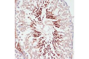 Immunohistochemistry of paraffin-embedded rat testis using PGK2 antibody (ABIN6128431, ABIN6145506, ABIN6145507 and ABIN6216775) at dilution of 1:100 (40x lens). (PGK2 antibody  (AA 242-360))