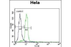 UBE3A Antibody (C-term) (ABIN388925 and ABIN2850432) flow cytometric analysis of Hela cells (right histogram) compared to a negative control cell (left histogram). (ube3a antibody  (C-Term))