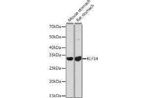 Western blot analysis of extracts of various cell lines, using KLF14 antibody (ABIN7268154) at 1:1000 dilution. (KLF14 antibody)